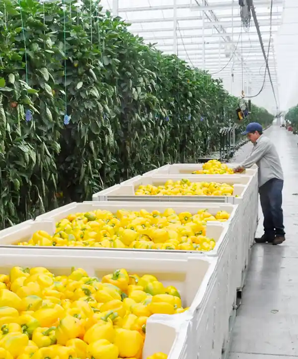 L'industrie canadienne des légumes en serre