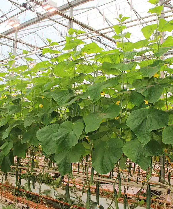 The Canadian greenhouse fruit and vegetable sector