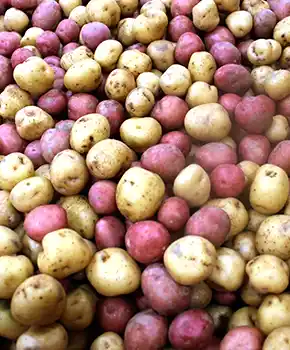 the Canadian Potato Council