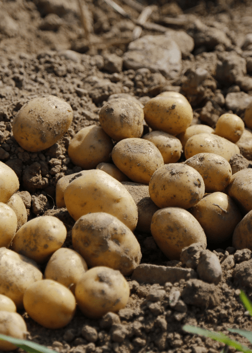 Potato Sector