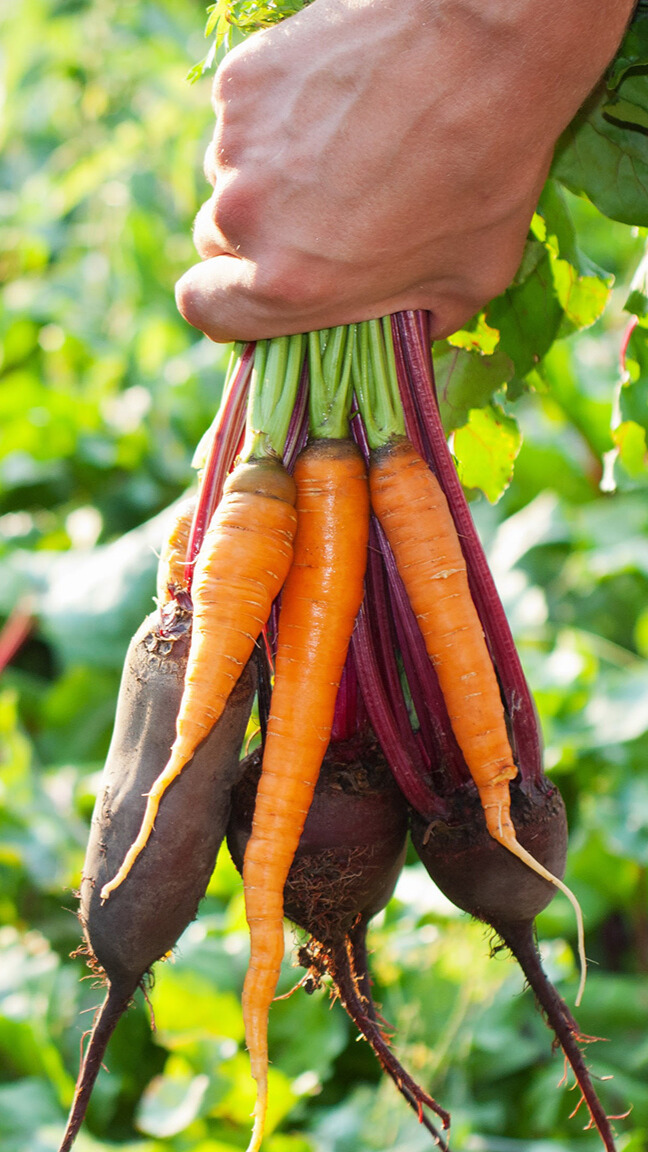 Untitled design (11) crop protection