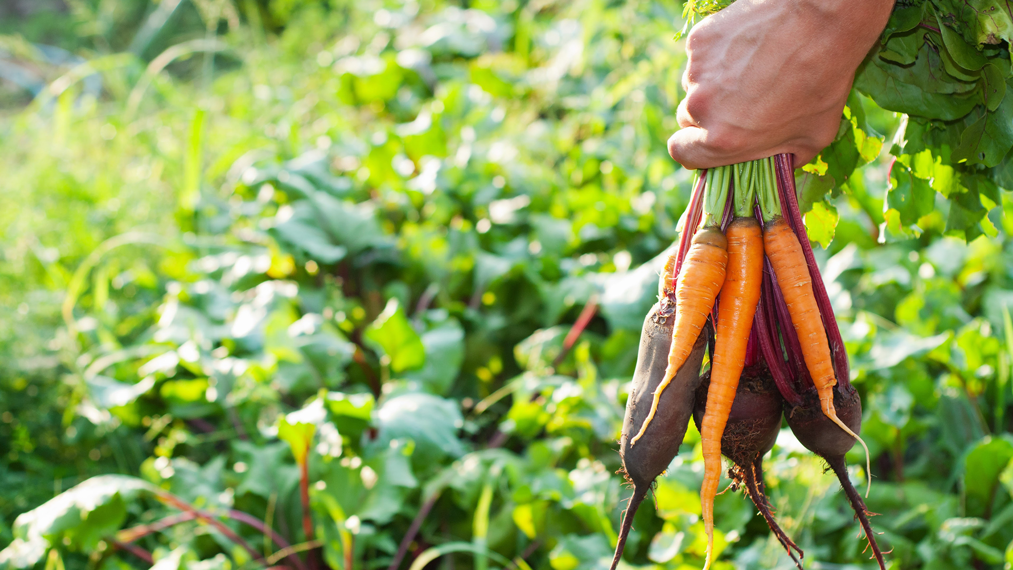 channel feature image - hand holding carrots Migrant Worker Advocacy